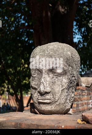 Scultura del volto di Buddha separata dal corpo, fatta di pietra, occhi chiusi, influenza Khmer. Fallen Head da solo esposto a Wat Maha That, Ayuttha Foto Stock