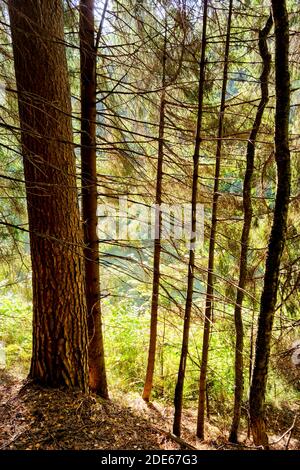 bella foresta mista in primavera con sole luminoso che splende attraverso gli alberi Foto Stock