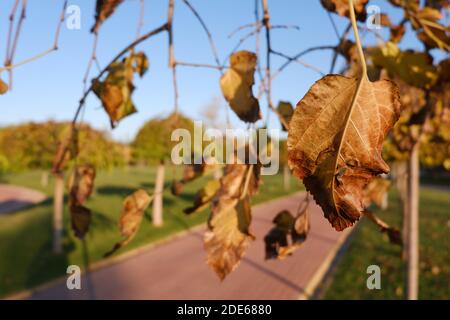 Vista dal parco in autunno Foto Stock
