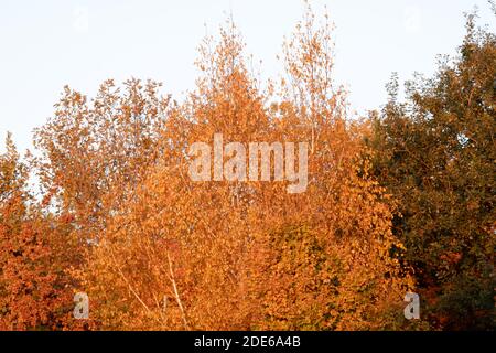 Vista dal parco in autunno Foto Stock