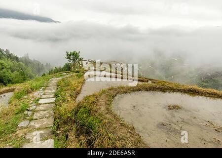 Vista elevata dei campi di riso in una giornata foggosa alle terrazze di riso Longsheng, Longji, Cina Foto Stock