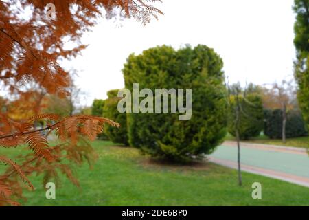 Red Tree Macro Spara e Walking Way sullo sfondo Foto Stock