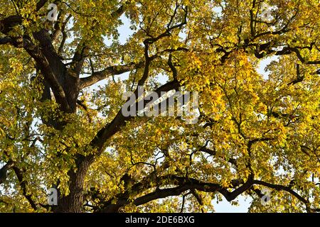 Foglie d'autunno su una grande quercia vecchia Foto Stock