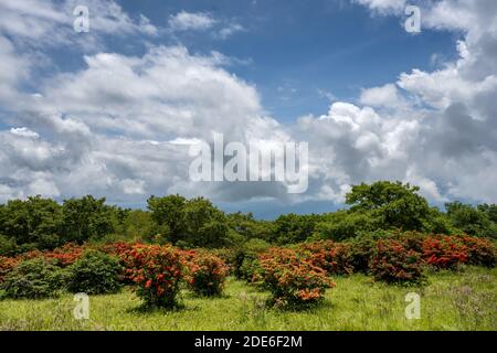 Nuvole di primavera si aggirano su Gregory Bald in the Great Smoky Mountains National Park Foto Stock