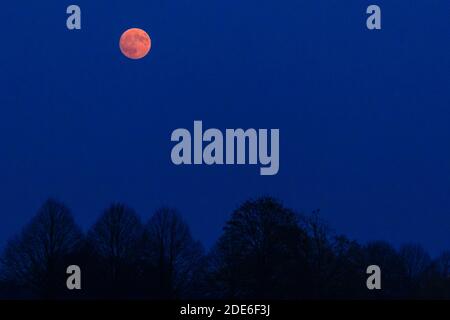 Xanten, NRW, Germania, 29 novembre 2020. Una luna piena può essere vista sopra alberi silhouette vicino Xanten nella regione del basso Reno del Nord Reno-Westfalia, Germania. Foto Stock