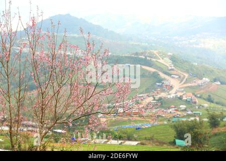 Festa dei fiori sul Archiviato dopo la vendemmia al Monte Khaokho, Thailandia Foto Stock