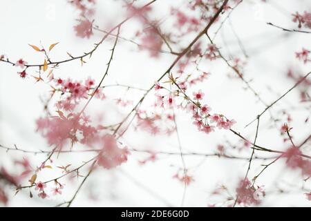 Festa dei fiori sul Archiviato dopo la vendemmia al Monte Khaokho, Thailandia Foto Stock