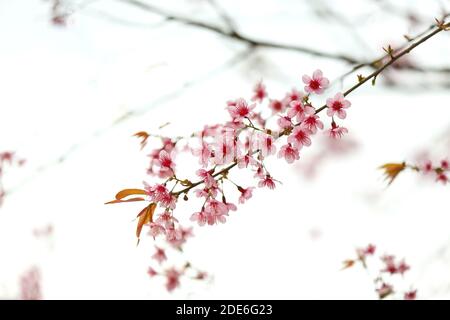 Festa dei fiori sul Archiviato dopo la vendemmia al Monte Khaokho, Thailandia Foto Stock