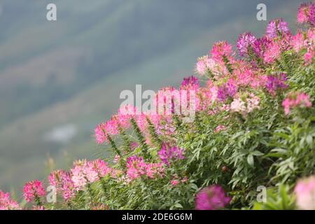 Festa dei fiori sul Archiviato dopo la vendemmia al Monte Khaokho, Thailandia Foto Stock