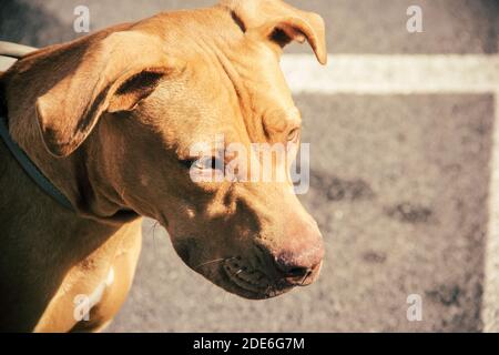 vista laterale del cane pitbull. in primo piano. Foto Stock