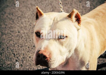 chiusura cane pitbull. vista laterale. orecchio tagliato Foto Stock