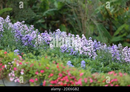 Festa dei fiori sul Archiviato dopo la vendemmia al Monte Khaokho, Thailandia Foto Stock