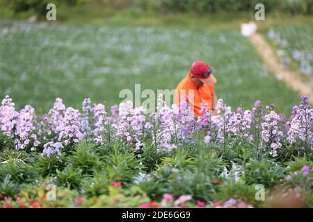 Festa dei fiori sul Archiviato dopo la vendemmia al Monte Khaokho, Thailandia Foto Stock