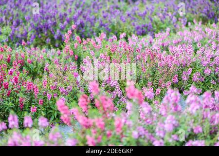 Festa dei fiori sul Archiviato dopo la vendemmia al Monte Khaokho, Thailandia Foto Stock