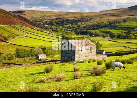 Pascolo pecore e fienili, Swaledale in autunno, Yorkshire Dales, Inghilterra, Regno Unito. Foto Stock