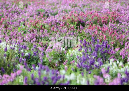 Festa dei fiori sul Archiviato dopo la vendemmia al Monte Khaokho, Thailandia Foto Stock