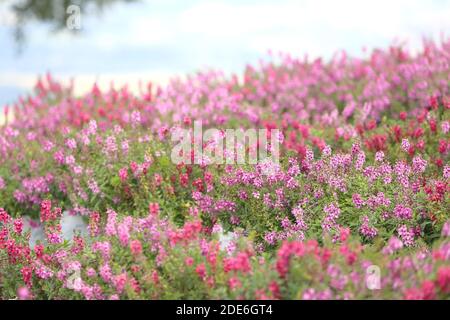 Festa dei fiori sul Archiviato dopo la vendemmia al Monte Khaokho, Thailandia Foto Stock