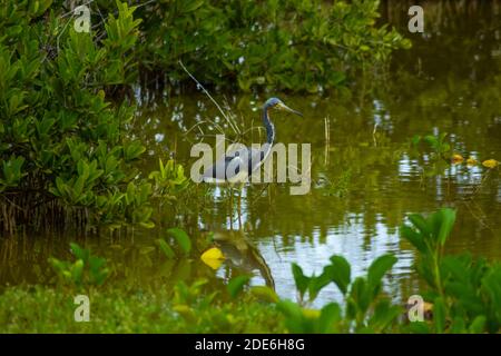 Airone tricolore (Egretta tricolore) in acque poco profonde in un habitat di mangrovie nella provincia di Holguin Cuba Foto Stock