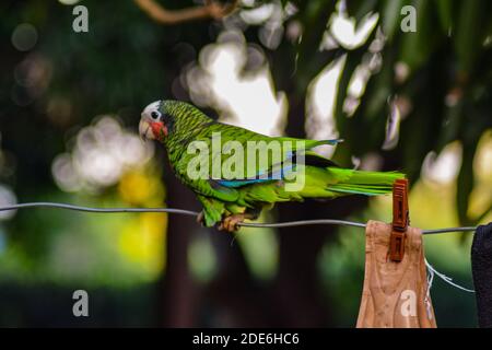 Il pappagallo amazzonico cubano (Amazona leucocephala) / Parrot cubano / Parrot rosa-ha seduto su una linea di lavaggio di una fattoria nella Cuba orientale Foto Stock