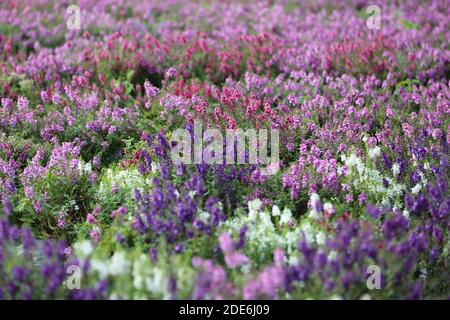 Festa dei fiori sul Archiviato dopo la vendemmia al Monte Khaokho, Thailandia Foto Stock