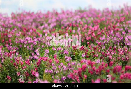 Festa dei fiori sul Archiviato dopo la vendemmia al Monte Khaokho, Thailandia Foto Stock