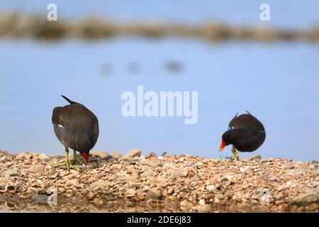 Comune moorhen uccello d'acqua in natura Foto Stock