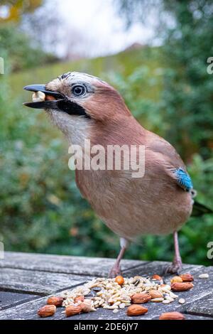 Londra, Regno Unito. Domenica 29 novembre 2020. Un'alimentazione di fieno su una noce in un giardino a Ealing, Londra. Foto: Roger Garfield/Alamy Foto Stock