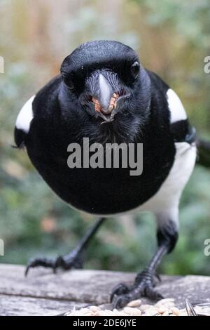 Londra, Regno Unito. Domenica 29 novembre 2020. Un'alimentazione magpie su una noce in un giardino a Ealing, Londra. Foto: Roger Garfield/Alamy Foto Stock