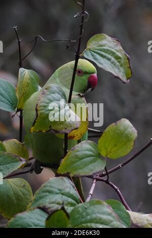 Londra, Regno Unito. Domenica 29 novembre 2020. Un parakeet in un giardino a Ealing, Londra. Foto: Roger Garfield/Alamy Foto Stock