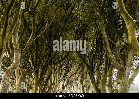 Le Dark Hedges vicino a Ballymoney, Contea di Antrim, Irlanda del Nord, formano un tunnel naturale di faggi nodosi sopra la Bregagh Road. I circa 150 alberi furono piantati intorno al 1775 da James Stuart come un'imponente avenue che conduceva alla sua tenuta, Gracehill House, e sono stati utilizzati come location per la “Via del Re” nella serie televisiva “Game of Thrones.” Foto Stock