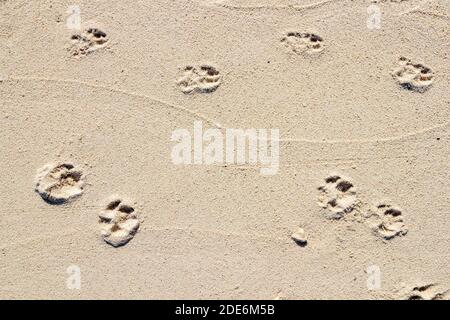 Paw stampa su un'isola tropicale di Bohol, Filippine Foto Stock