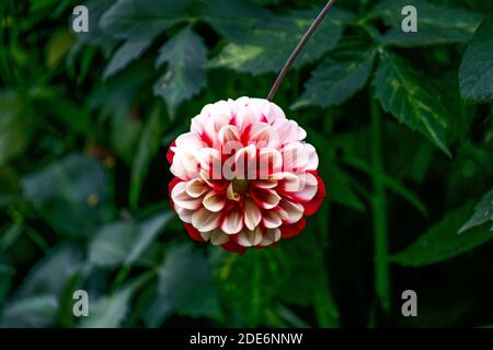 fiore di dahlia con petali bianchi-rossi su un letto di fiori. Primo piano. Foto Stock