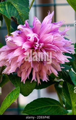 Fiore viola chiaro di dahlia su un letto di fiori nel giardino. Primo piano. Foto Stock