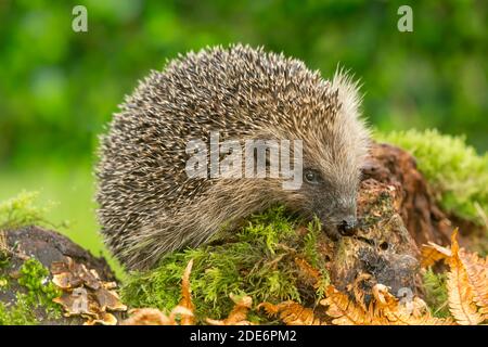 Hedgehog (nome scientifico: Erinaceus Europaeus) Hedgehog selvaggio, nativo, europeo in autunno foraging su un tronco caduto. Rivolto a destra. Primo piano. Orizzontale Foto Stock