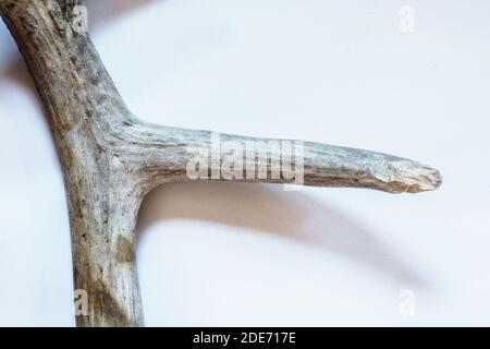 Cervo dalla coda bianca Odocoileus virginianus capannone che mostra morso di roditore denti gnaw segna topi scoiattolo opossum Foto Stock