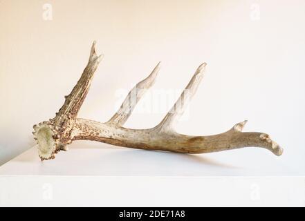 Cervo dalla coda bianca Odocoileus virginianus capannone che mostra morso di roditore denti gnaw segna topi scoiattolo opossum Foto Stock