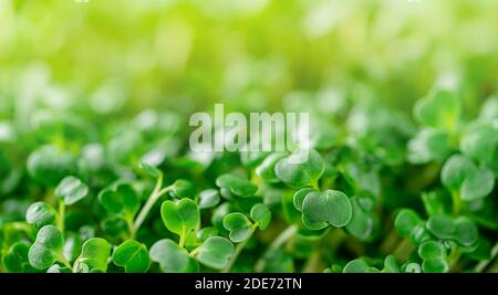 Rucola micro verde sfondo. Concetto di supercals. Spazio di copia. Foto Stock