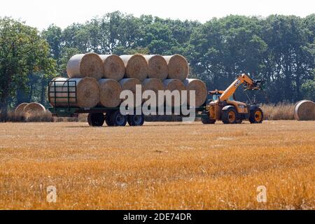Cereale di grano raccolto. Dopo che la mietitrebbia ha tagliato e trebbiato la granella, un veicolo con caricatore secondario che utilizza punte raccoglie la paglia , che è stata Foto Stock
