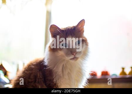 Gatto arancione e bianco con sfondo illuminato all'interno Foto Stock