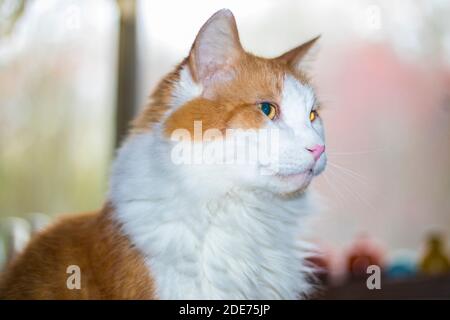 Gatto arancione e bianco con sfondo illuminato vista laterale interna Foto Stock