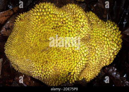 Una sezione trasversale di un frutto di Jack Gigante maturo . Foto Stock