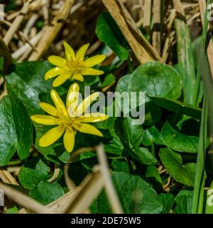 Primavera, primavera, OH sei tu !!!i primi segni di primavera in Polonia. Foto Stock