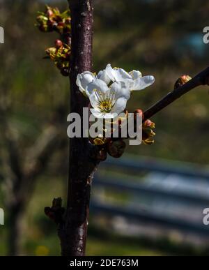 Primavera, primavera, OH sei tu !!!i primi segni di primavera in Polonia. Fiore di mela. Foto Stock