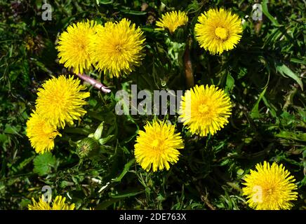 Primavera, primavera, OH sei tu !!!i primi segni di primavera in Polonia. Fiori di dente di leone. Foto Stock