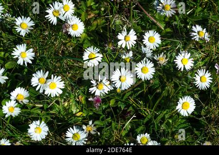 Primavera, primavera, OH sei tu !!!i primi segni di primavera in Polonia .Daisies nel prato. Foto Stock