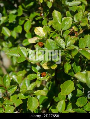 Primavera, primavera, OH sei tu !!!i primi segni di primavera in Polonia. Ladybugs su un cespuglio di rose. Foto Stock