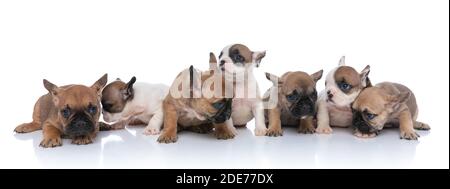 piccolo gruppo di cani da corrida francesi che guardano a lato, sniffing e ricerca isolati su sfondo bianco in studio Foto Stock