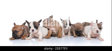 simpatici cuccioli di bulldog francesi che guardano a lato, seduti e in posa isolati su sfondo bianco in studio Foto Stock