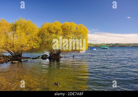 Vista sul lago in autunno, miglio Bay, il lago Taupo, Taupo, regione di Waikato, Isola del nord, Nuova Zelanda Foto Stock