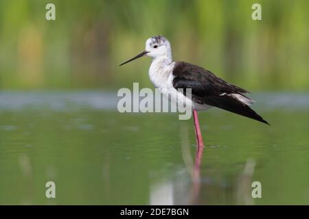 La Stilt alata nera (Himantopus himantopus), vista laterale di un 2° bambino in piedi in acqua, Campania, Italia Foto Stock